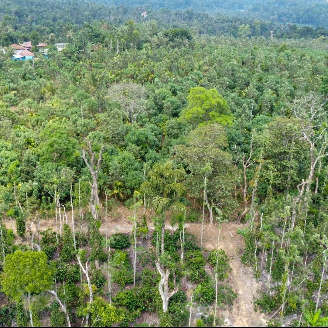 Aerial view of lush coffee and pepper estate greenery