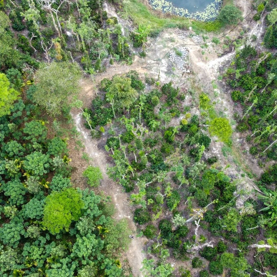 Overhead view of the estate land and winding access paths