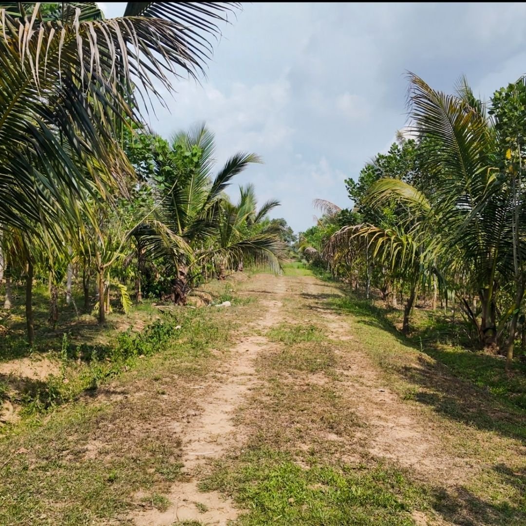 A green pathway running between palms and estate planting